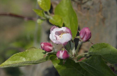 Ferienwohnung Werner - Foto 9