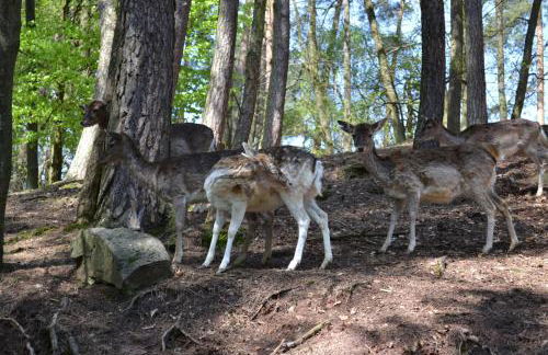 Zauber der Pfalz - Foto 68