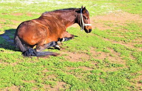 Stamna Farm - Foto 18