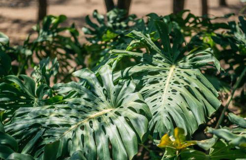 Villa delle Zagare - private hydromassage pool - Foto 50