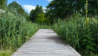 Domy nad Strugą - jacuzzi, las, wieś, rowery, kajaki - Foto 5, Garden