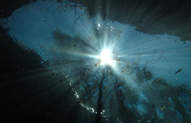 Diving in Cenote Chucumaltik - Foto 4
