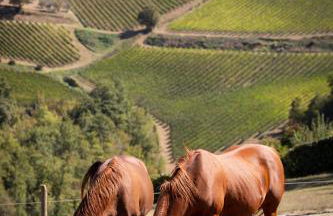 Villa Rignana - The Tuscan Collection - Foto 12