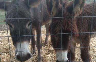 Eleni Country Cottage 2 - Foto 38