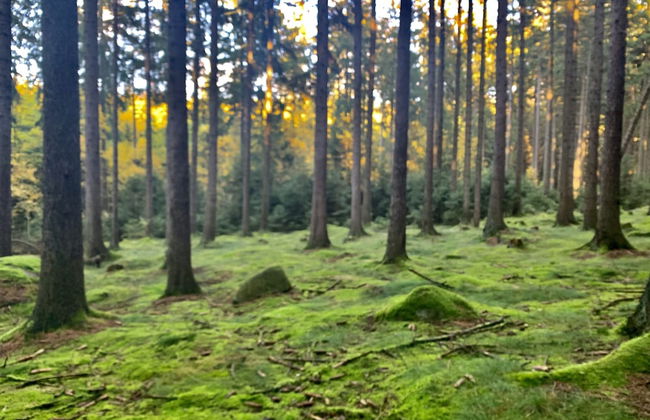 Ferienhaus Oppach - Foto 76