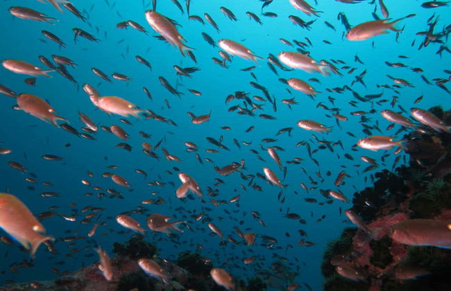 Immersione a Koh Tao - Foto 6