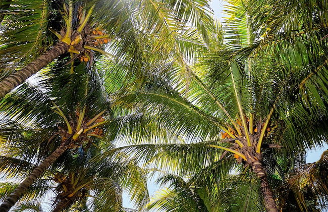 Corail Bleu Private Pool & Garden Villas with LOV - Photo 22