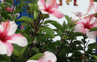 Casa Jasmin Haria - Foto 20