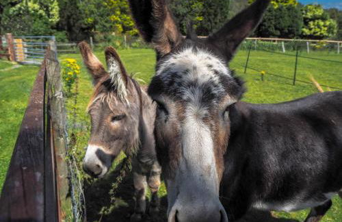 Blaencwm Cottages - Foto 8