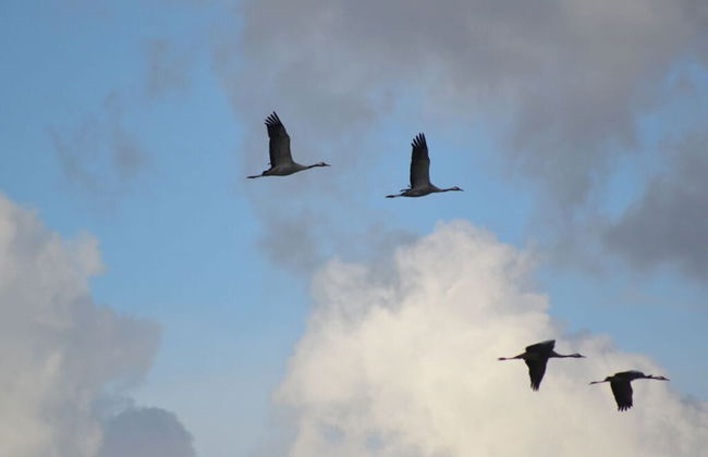 Uitzicht op de Kraanvogel - Foto 17