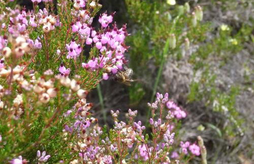 A Velha Casa - Foto 11