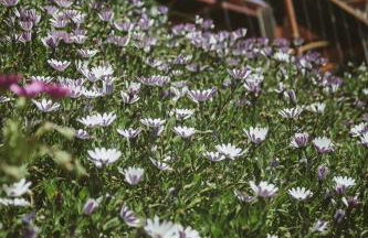 Madeira Sunset Cottage - Nature Retreat - Foto 59