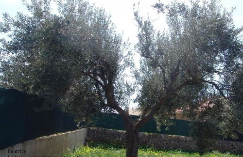 Villa Carolina - Foto 30