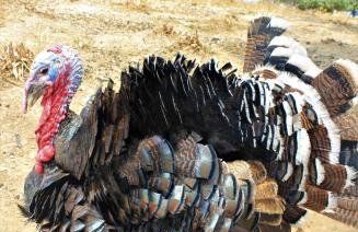 Gaia Vacation Home - Foto 70