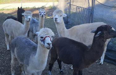 Experience Alpacas in Andalucia - Foto 3