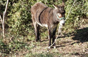 Il Borgo della Colomba - Foto 71