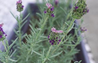 BookHome by Greece Apartments - Photo 13