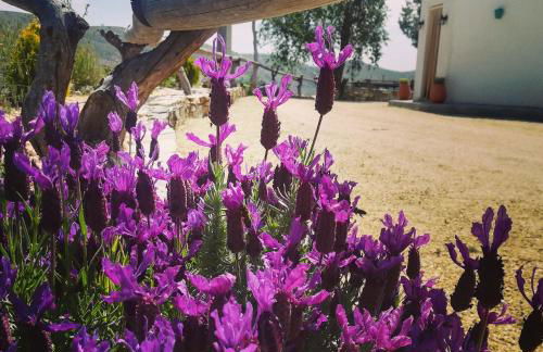 Cortijo Claudia - Foto 51