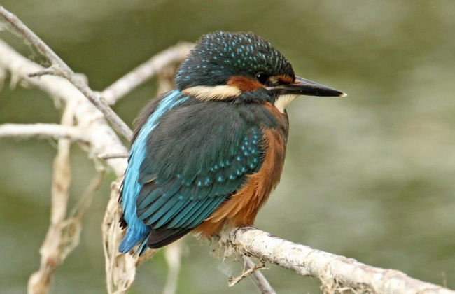 Loxley Barn, 1-bed Cottage Retreat - Foto 28