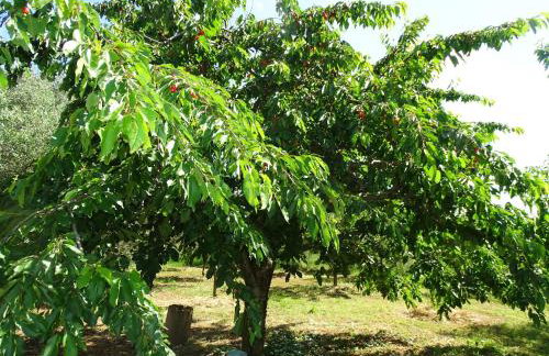 Vila s bazenom Anastazija - Foto 44