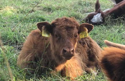 Ferienwohnung Fleckeby Schlei Fjord Light - Foto 48