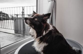 Pet Friendly Sea view Villa Millendreath Looe - Foto 21