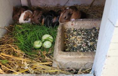 Ferienhof Manowski Nr1 - Foto 18