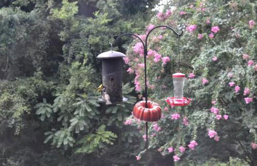 Romantic Suite Rental with Terrace and Chimenea near Gatlinburg, Tennessee - Foto 21