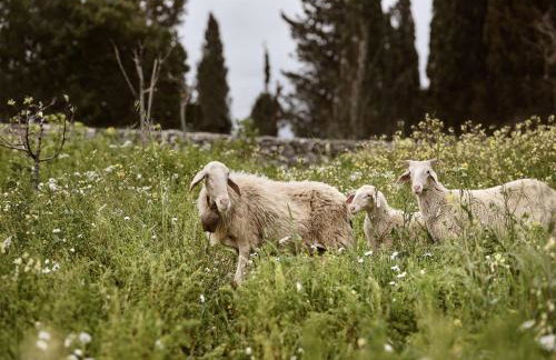 Alkis Farm and Residence - Foto 11