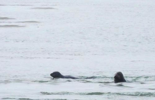 Maison charmante à Tours-en-Vimeu avec grand jardin clos - Foto 30