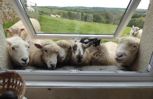 Exmoor Eco-Pod - Oak Tree Lane - Foto 53