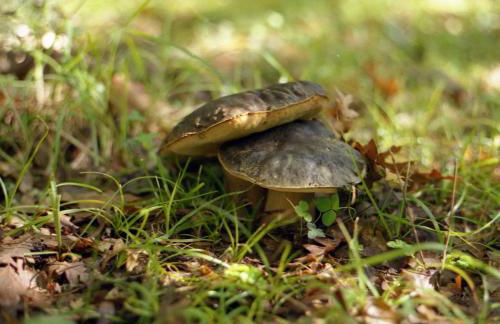 Villaggio dei Balocchi - Foto 76