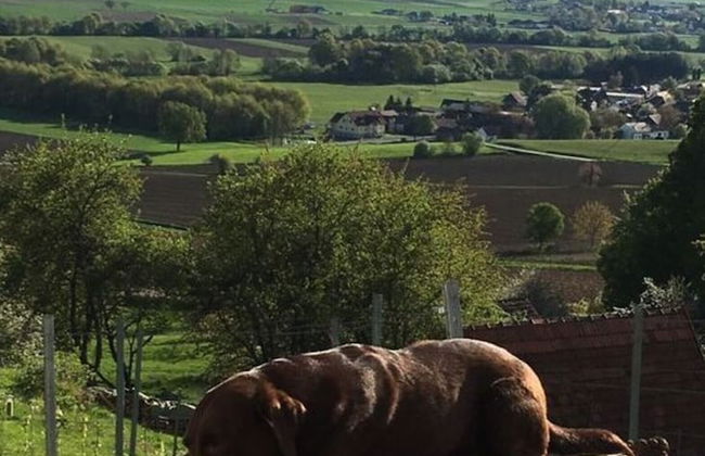 Kellerstockl am Hamerlberg/strem - Foto 37