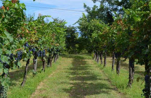 Agriturismo Dondino - Foto 38