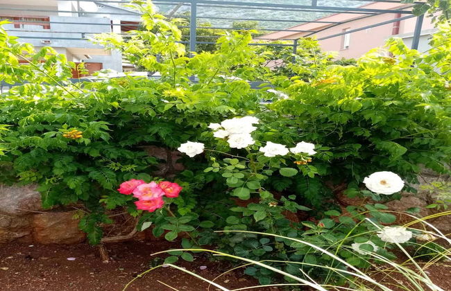 Apartments Paola - Foto 30