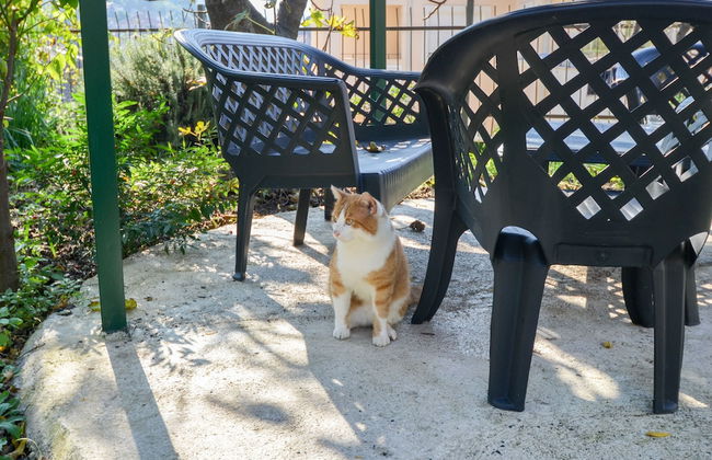 Apartments Tea Kotor - Foto 69