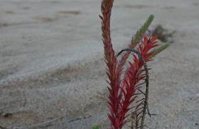 ALQUILER VACACIONAL PLAYA O VICEDO - Foto 24