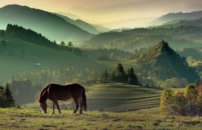 Jaworki Green Dream - Foto 51