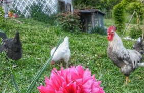 Casa nella Natura Il Risveglio degli Elfi - Foto 15