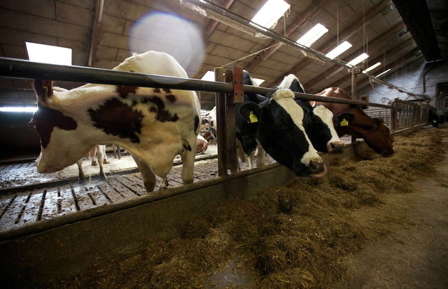 Chalet in Netherlands With Scenic Meadow Views - Foto 28