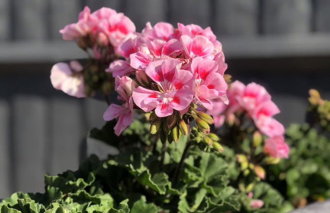 Millie's Cottage - Foto 18