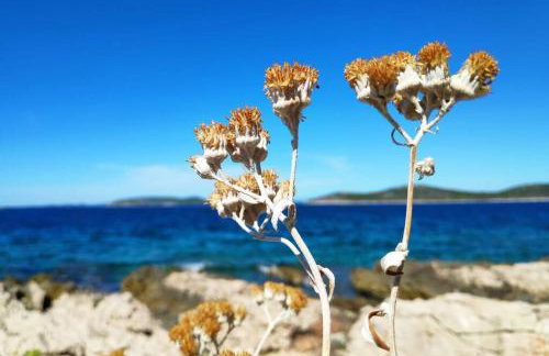 Cukar Apartment Gajac - Foto 27