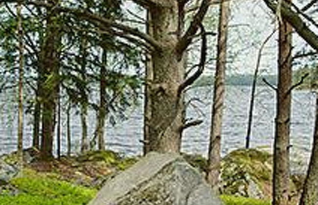 Mäntyniemi - Foto 16