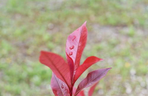 Casa do Avô Ezequiel - Foto 38