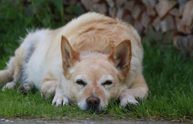 Holiday Flat with Pool Access - Foto 19