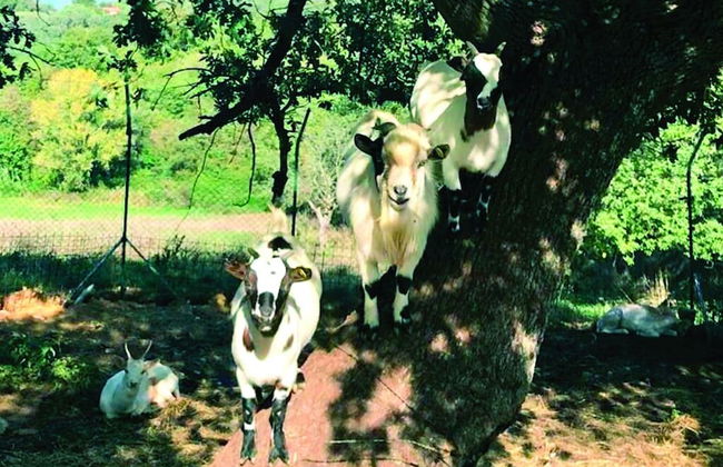 Il Daino Bianco Country Hotel - Foto 45