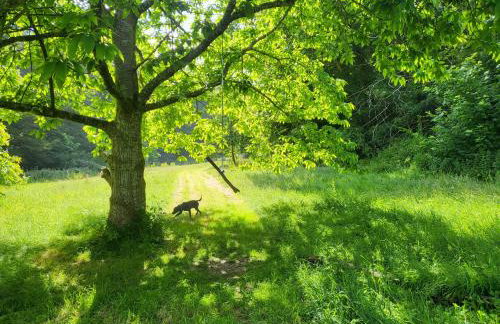 Bumbeldink - Foto 30