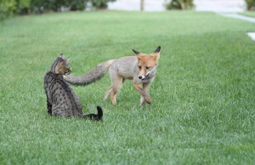 Poggio Sasseta - Foto 38