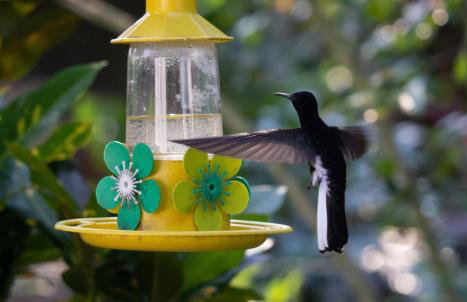 Casa do Carlos, praia da Enseada Ubatuba-SP - Foto 28