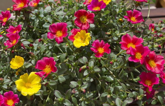 Flower Pot Complex - Foto 44